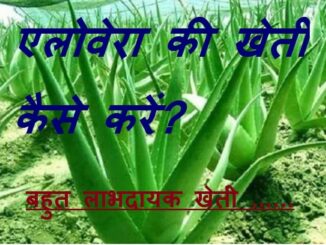 Aloe Vera ki kheti kaise karen