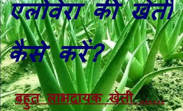 Aloe Vera ki kheti kaise karen